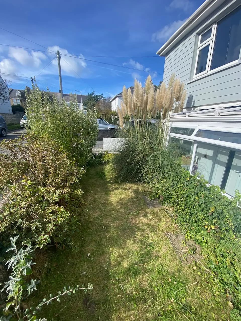 Overgrown garden before transformation
