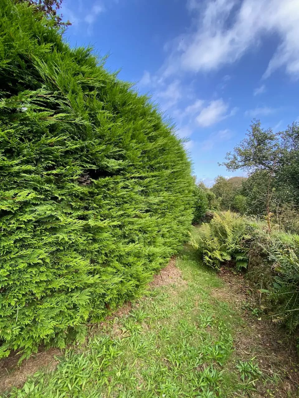 Untrimmed Leylandii hedge