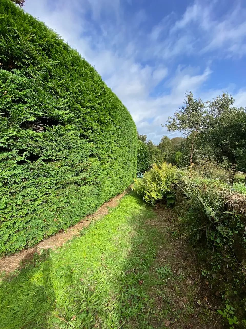 Front garden with neat lawn edges and trimmed hedges