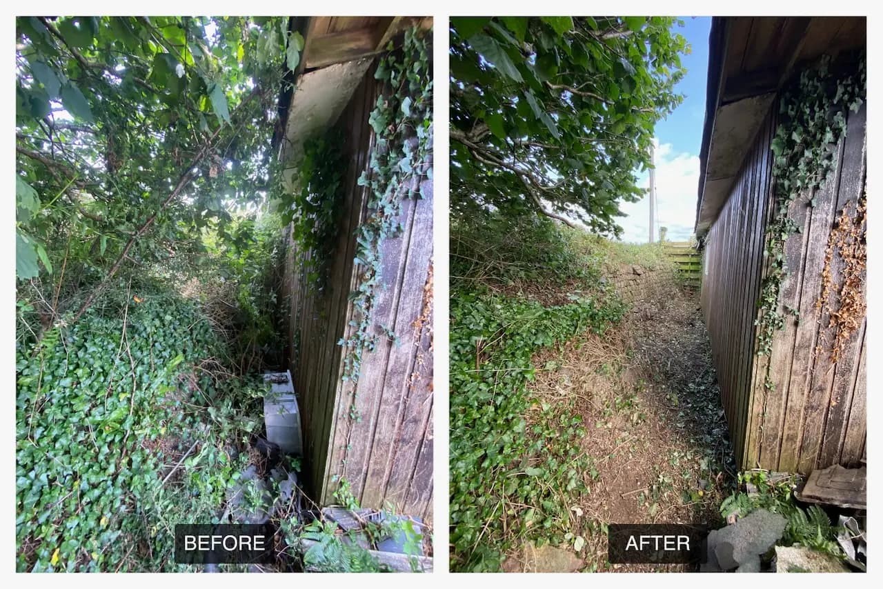 Before and after of dense bramble clearance